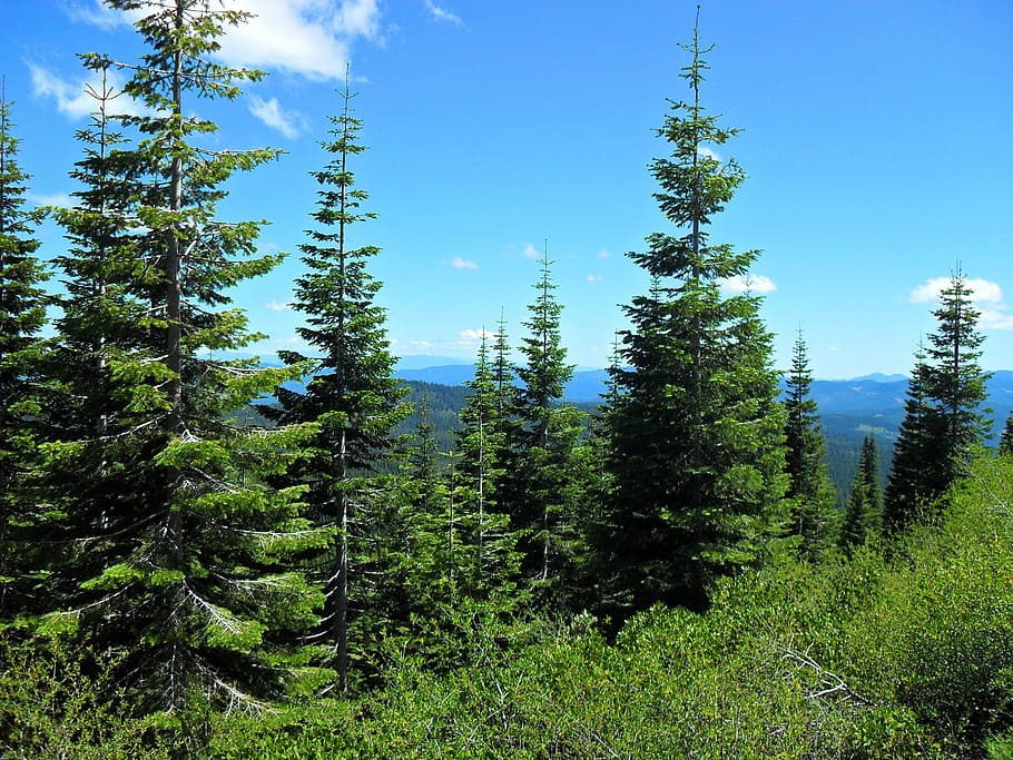 Forest, Pines, Sky, Blue, Blue, Green, Scenic, wood, mountain HD wallpaper