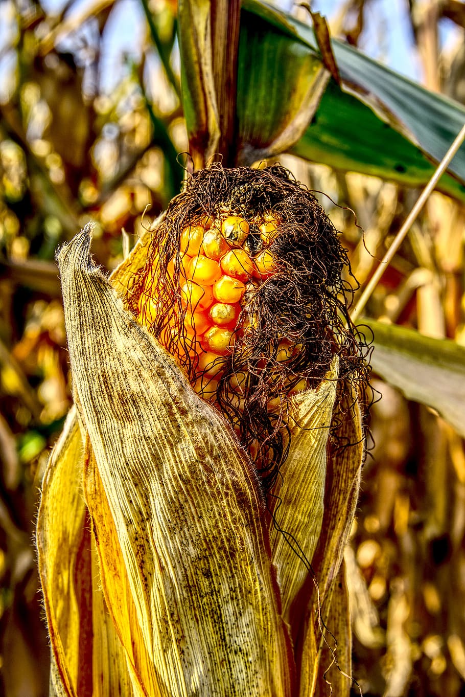 corn, corn on the cob, close, yellow, harvest, ripe, hdr, high dynamic range HD wallpaper