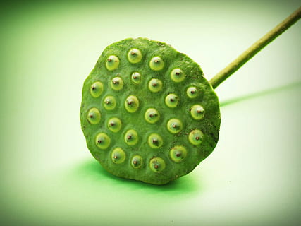 lotus, seed, flower, leaf, pod, indian, closeup, isolated, produce HD wallpaper