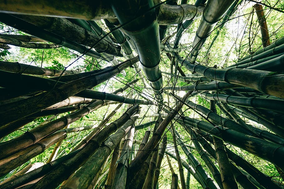 low angle photography of bamboo trees, bamboo trees, bottom view HD wallpaper