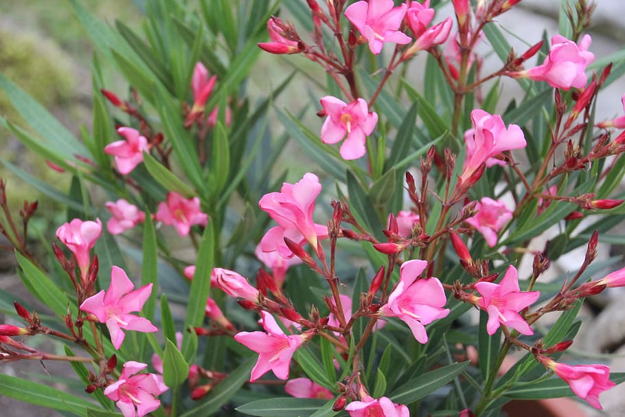 oleander, pink, bush, plant, flower, flowering plant, pink color HD wallpaper