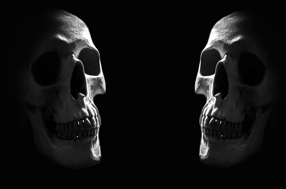 two skulls digital wallpaper, anatomy, background, body, bone, HD wallpaper