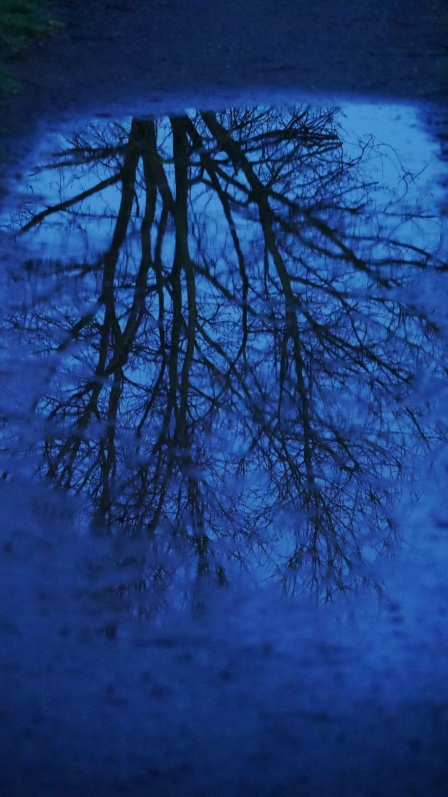 pfueze, mirror image, evening, tree, silhouette, mood, atmosphere HD wallpaper