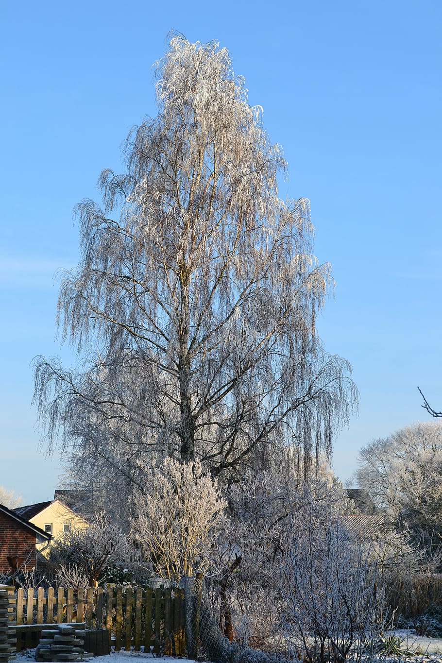 winter, birch, ice, cold, frost, wintry, tree, plant, sky, nature HD wallpaper