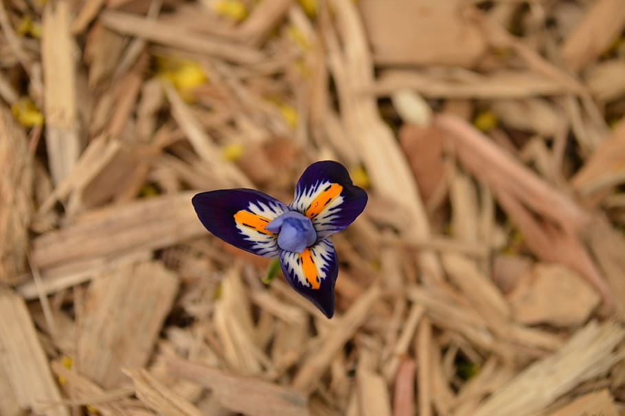 flower, exotic, blue, nature, insect, close-up, yellow, butterfly - Insect HD wallpaper