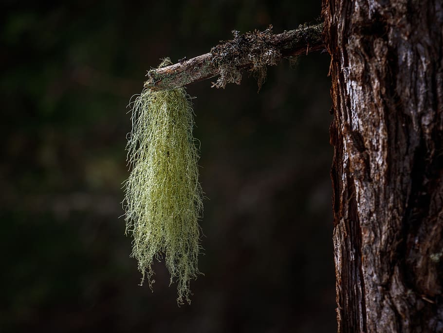 lichen, forest, nature, moss, green, tree, branch, plant, focus on foreground HD wallpaper