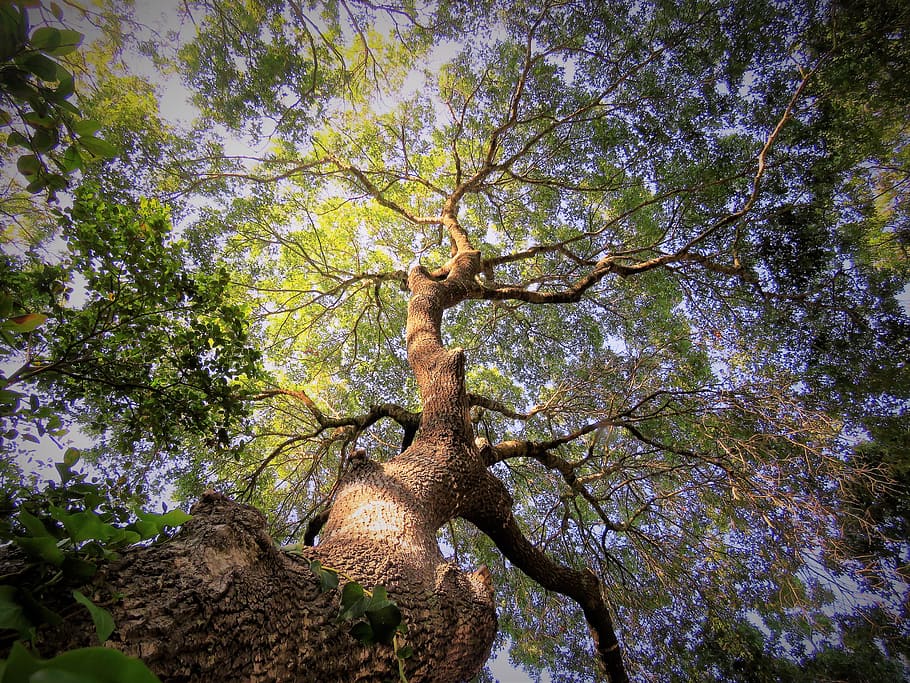 worm's-eye view photography of tree under blue sky, sunset HD wallpaper