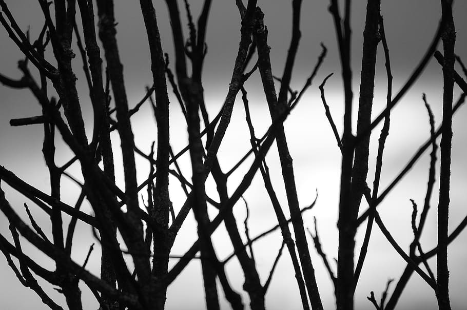 graphic, image, nature, tree, landscape, plant, growth, no people HD wallpaper