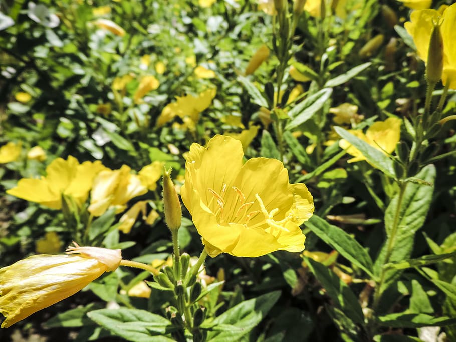 spring, flower, pollen, plant, bloom, the petals, nature, garden HD wallpaper