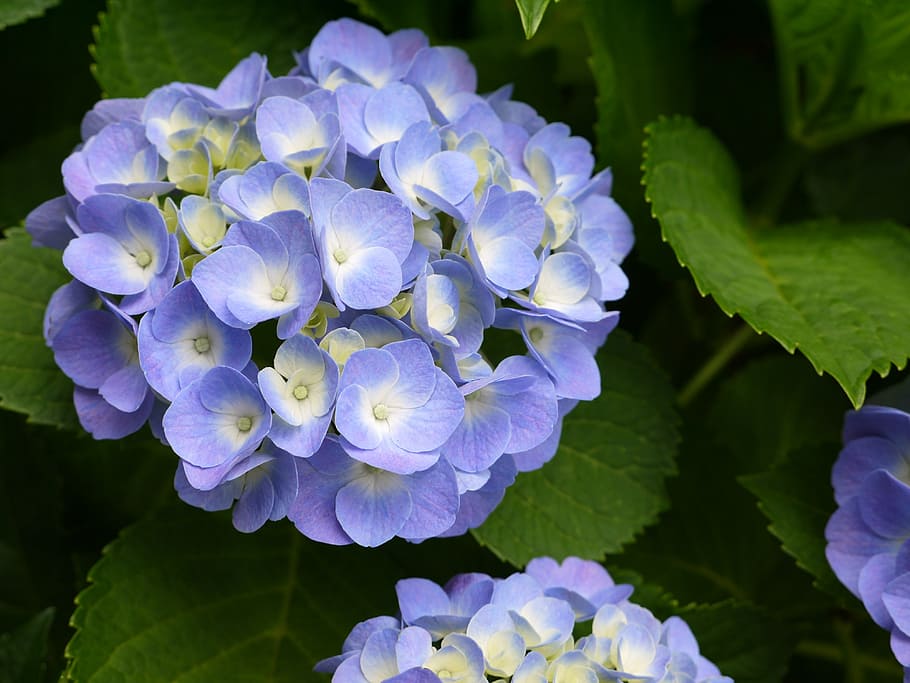 hydrangea, flower, violet, nature, plant, petal, leaf, summer HD wallpaper