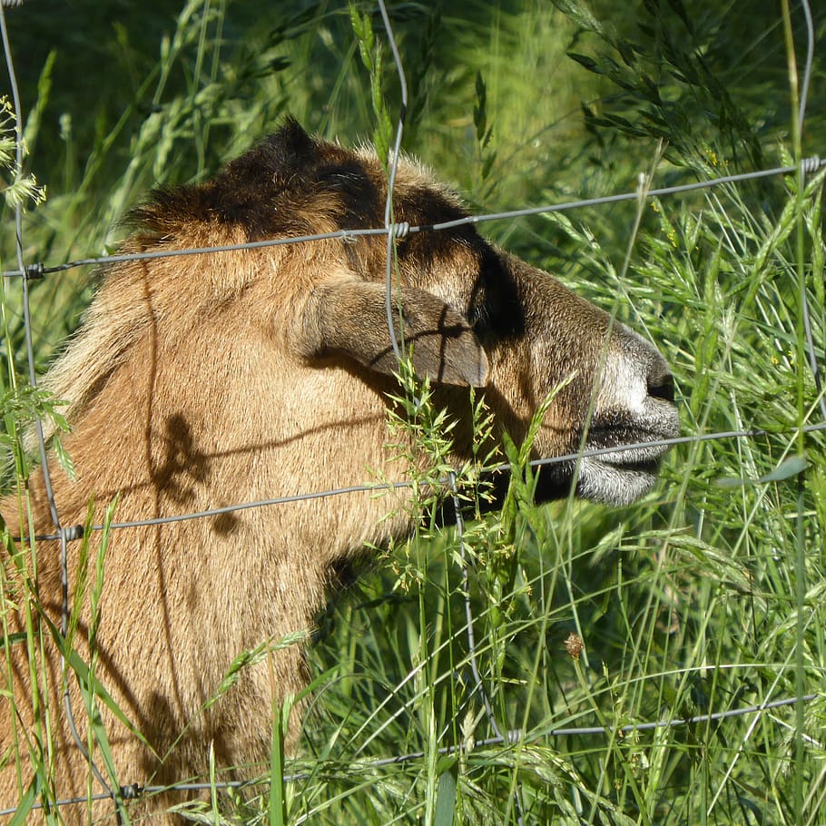 sheep, grass, lying, head, fence, rest, animal themes, mammal HD wallpaper