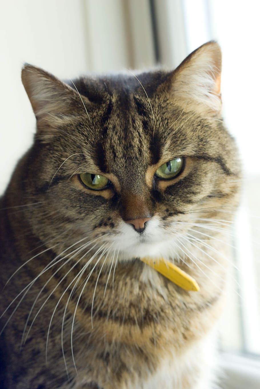 Cat, Pet, Portrait, Cute, Kitty, domestic, domestic cat, one animal HD wallpaper