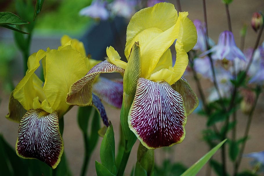 shallow focus photography of yellow flowers, iris, beautiful HD wallpaper