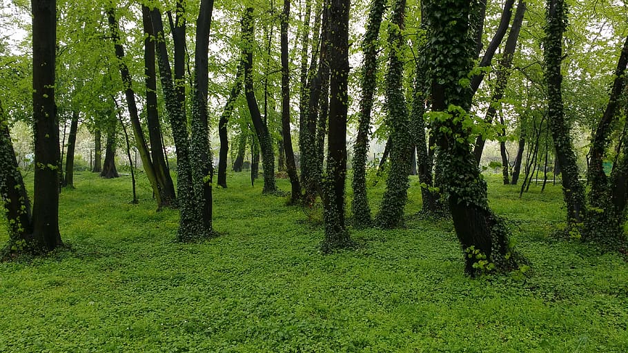 forest, ivy, header helix, green, poland, nature, plant, tree HD wallpaper