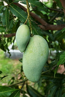 growing, green, mango, hanging, fruit, food, nature, tree, leaf HD wallpaper