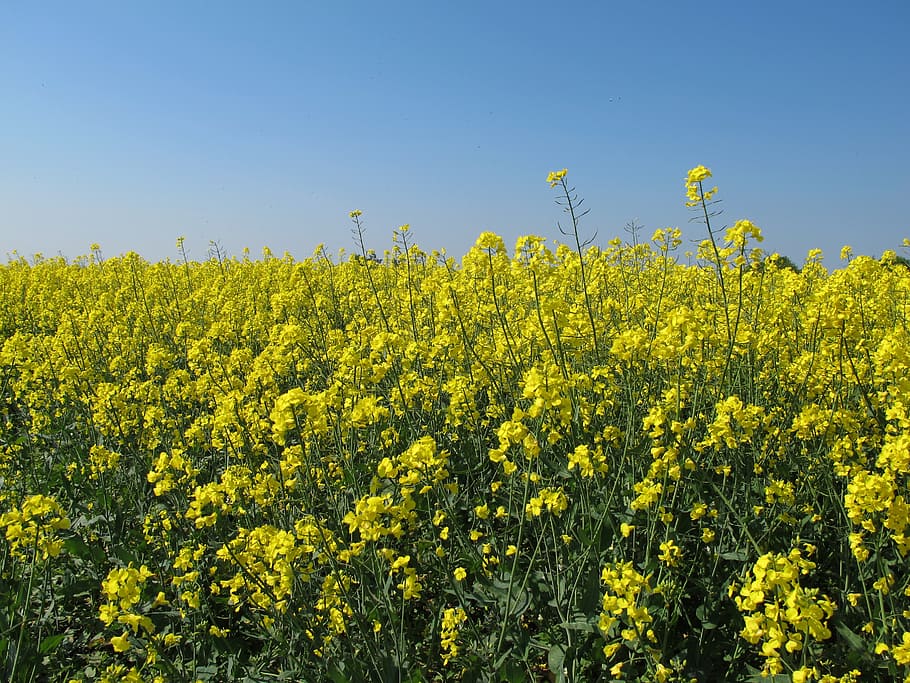 rapeseed, fields, flower, yellow, beauty in nature, plant, growth HD wallpaper