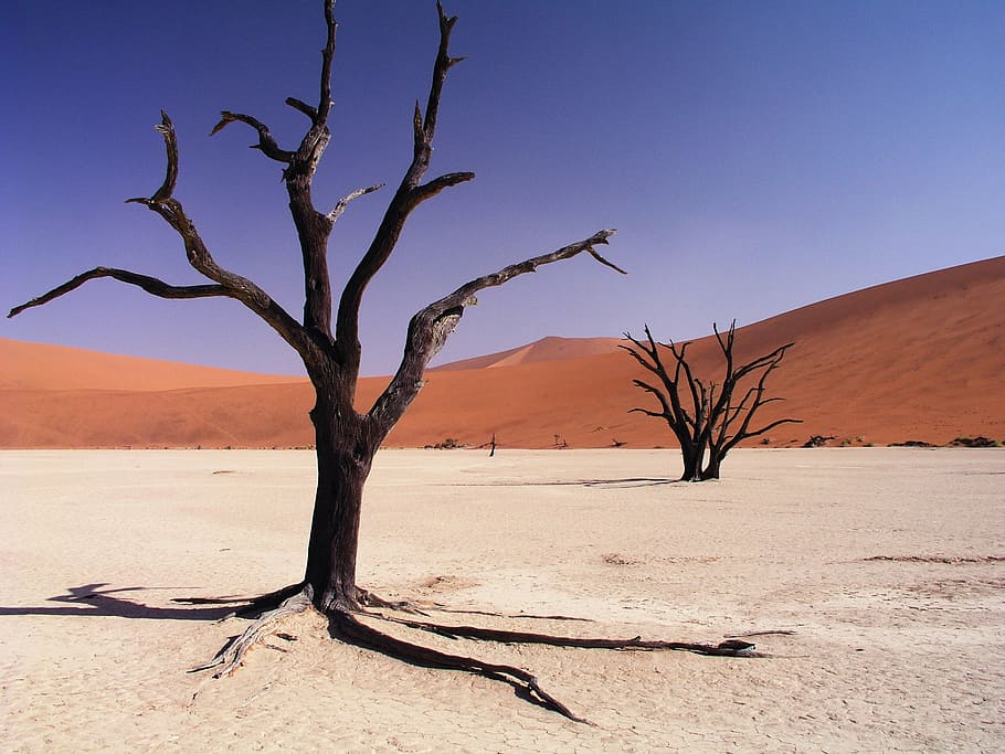 black bare trees on desert under blue sky at daytime, drought HD wallpaper