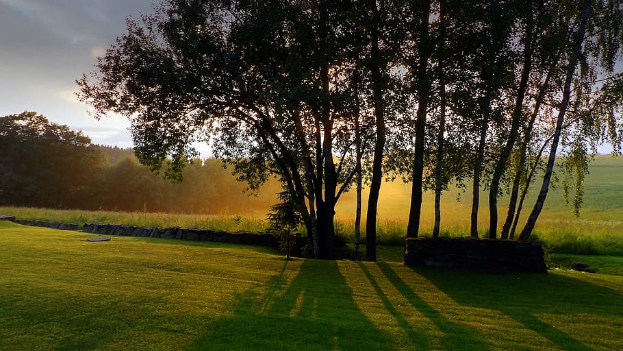 silhouette of trees during daytime, šumava, evening, sunset HD wallpaper
