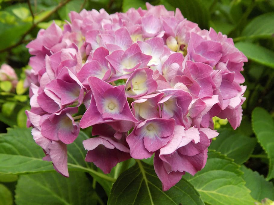 Flower, Hydrangea, Pink, Plant, Garden, pink color, nature HD wallpaper