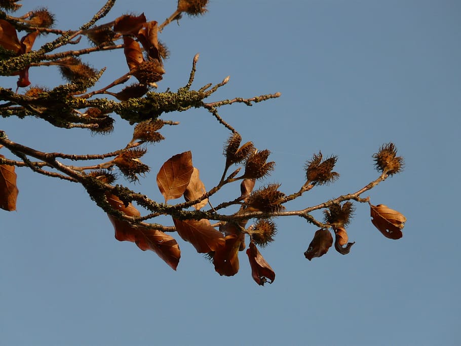 beechnut, achene, fruits, fagus sylvatica, red book, deciduous tree book HD wallpaper