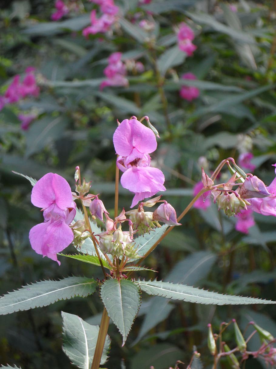 balsam, himalayan balsam, impatiens glandulifera, emscher orchid, HD wallpaper