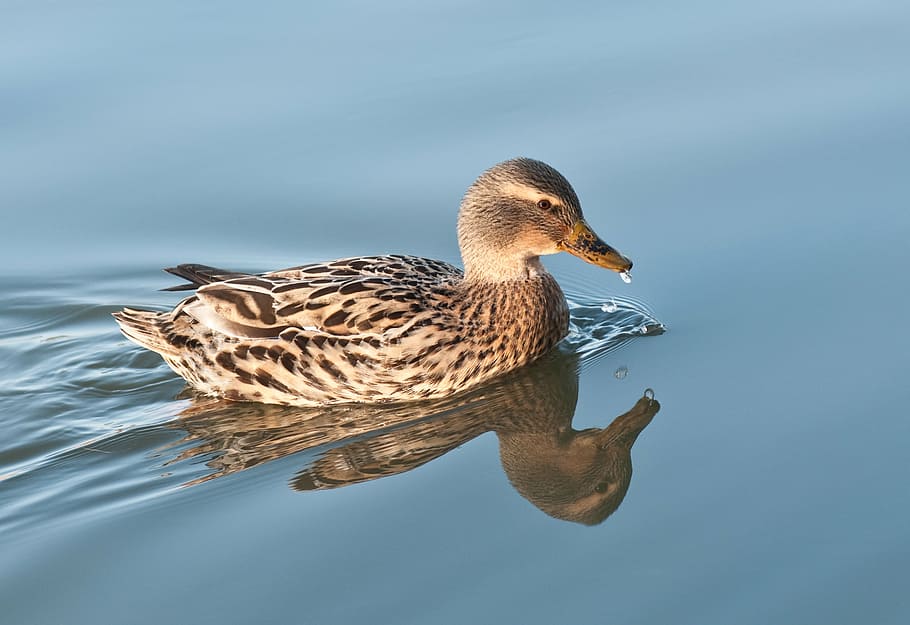 duck, water, reflection, mallard, bird, animal wildlife, animal themes HD wallpaper