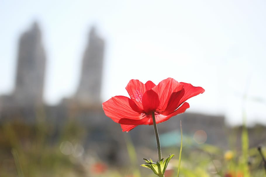 poppy, flower, red, flowering plant, beauty in nature, freshness HD wallpaper