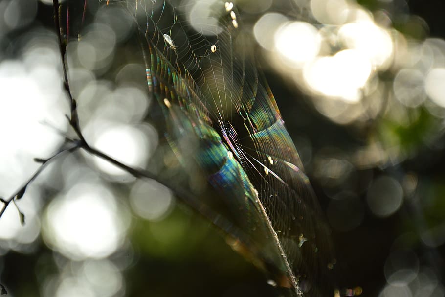 cobweb, the rays, sun, insect, animal themes, close-up, invertebrate HD wallpaper