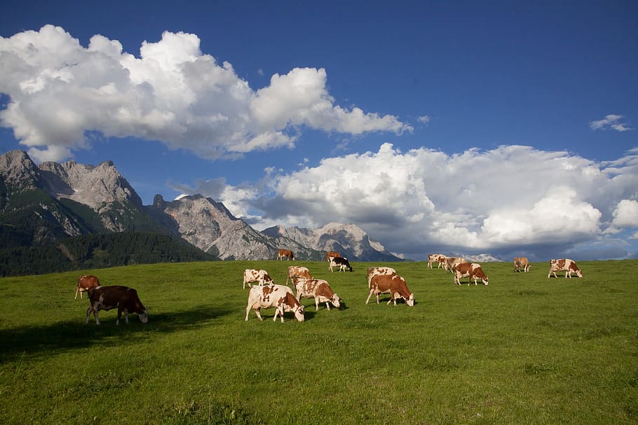 herd of cows during daytime, alm, pasture, mountains, clouds HD wallpaper