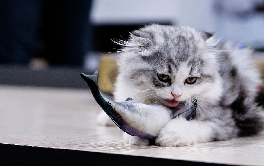 Cat, Eat, Fish, domestic cat, pets, domestic animals, selective focus HD wallpaper