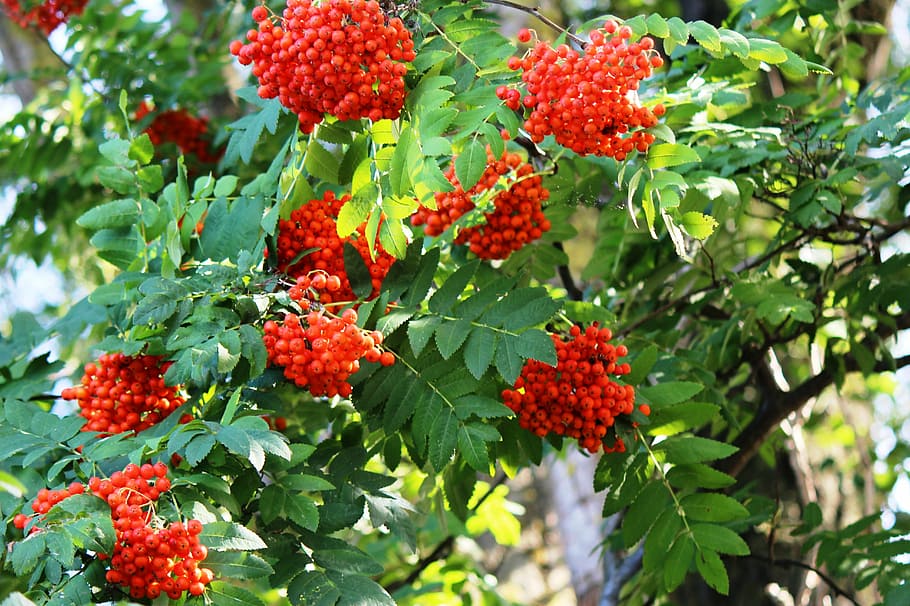 tree, mountain ash, rowanberries, red, beautiful, toxic, growth HD wallpaper