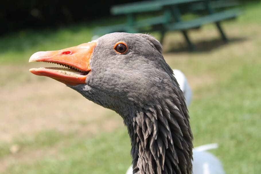 goose, park, attraction, animal themes, one animal, bird, animal wildlife HD wallpaper