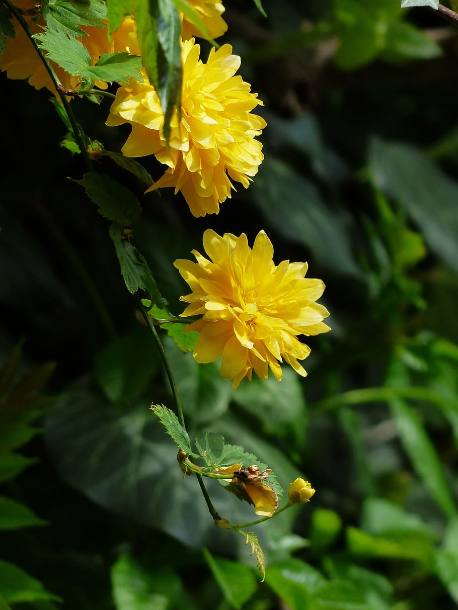 Blossom, Bloom, Yellow, Bush, branch, japanese kerrie, kerria japonica HD wallpaper