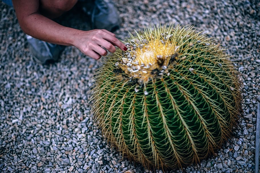garden, cactus, succulent, one person, human hand, day, human body part HD wallpaper