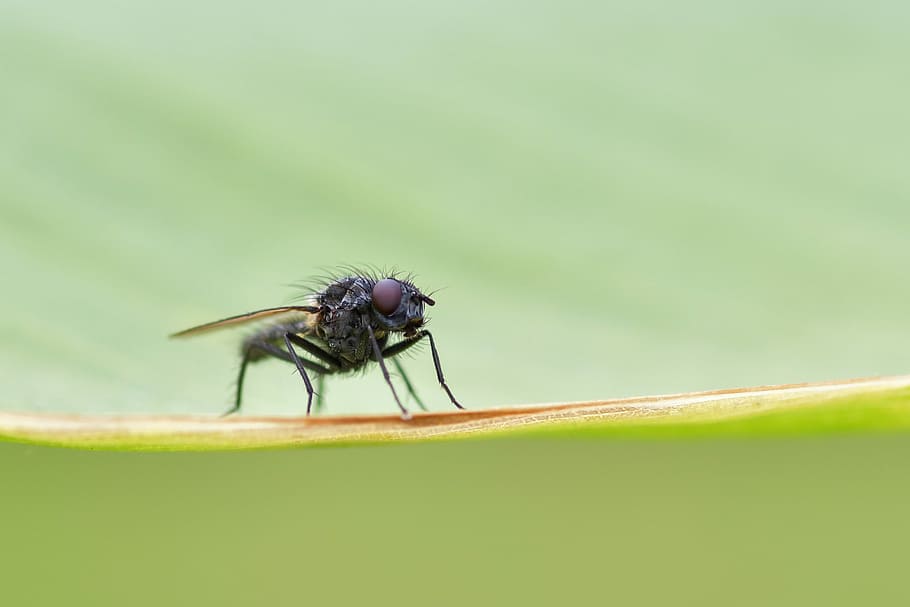 selective focus photography of black fly perched on green leaf HD wallpaper