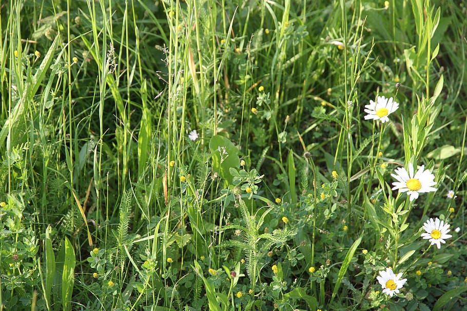 grass, flower, nature, summer, meadow, grasses, daisy, pointed flower HD wallpaper