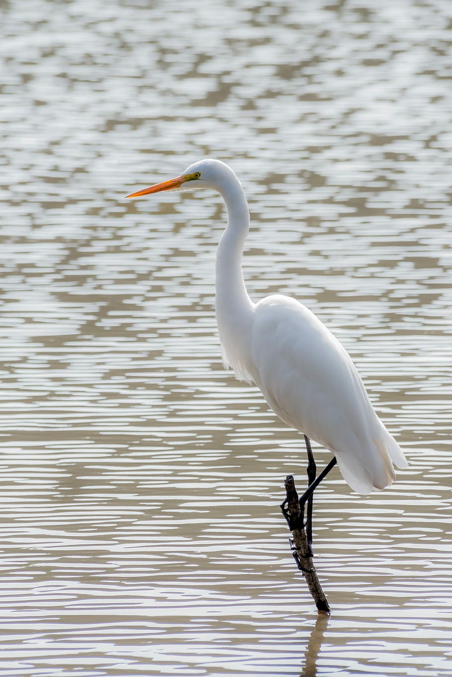 white bird standing on tree branch, white bird on branch, heron HD wallpaper