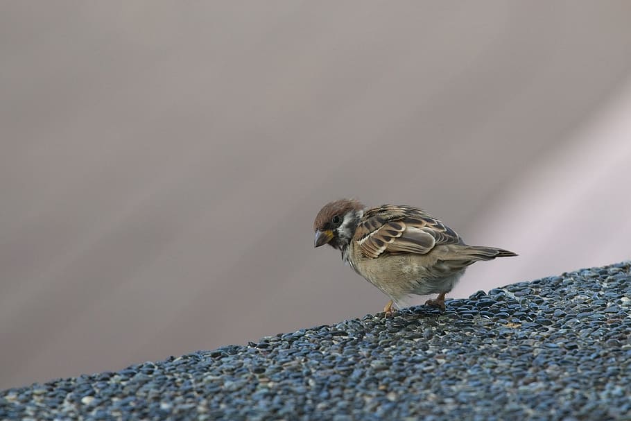 sparrow, bird, city, animal themes, animal wildlife, animals in the wild HD wallpaper