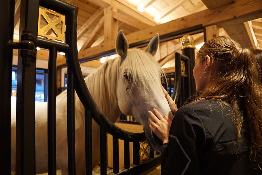 woman holding horse head, lipizzaner, stud, reiterhof, reitstall, HD wallpaper