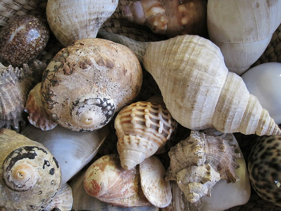 shells, sea, assorted, collection, white, earthy colours, food HD wallpaper