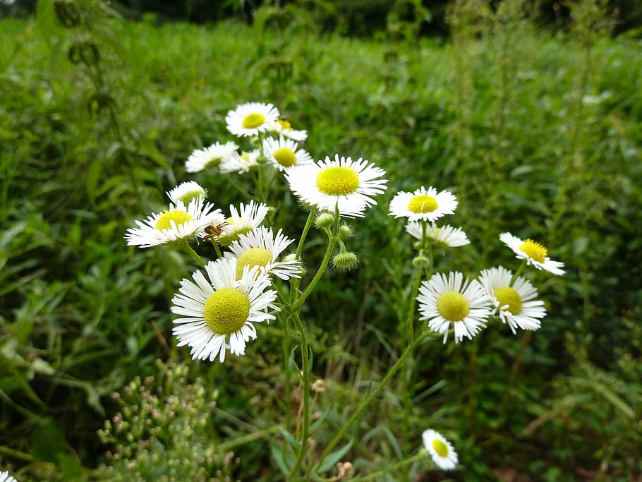 chamomile, herbs, grassland plants, white, flowering plant HD wallpaper