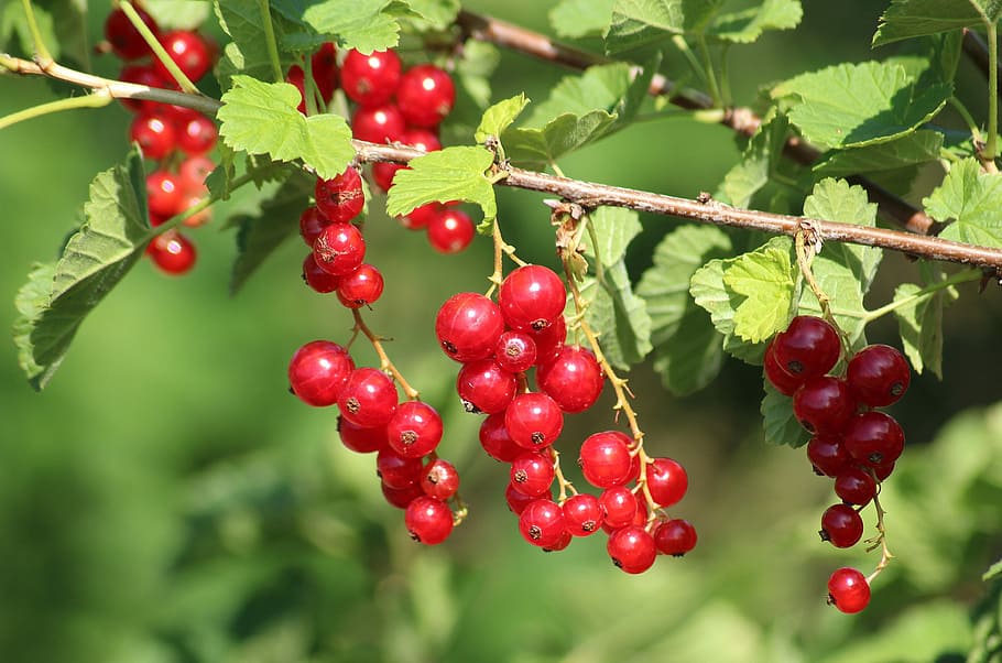 bunch of red berries, currant, maturation, red currant, food HD wallpaper