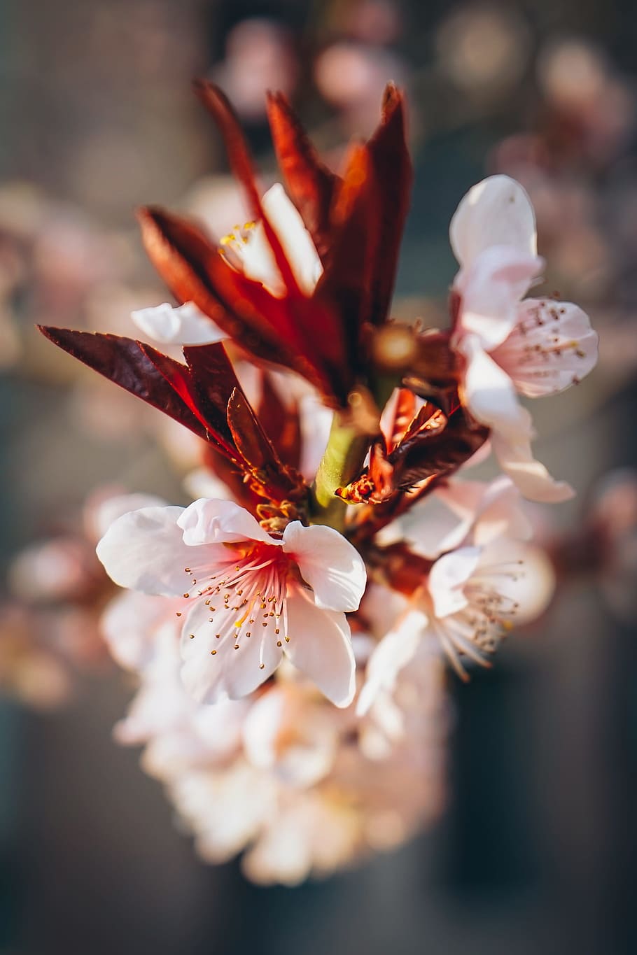 closeup photography of white and red petaled flower, closeup of white cherry blossoms HD wallpaper