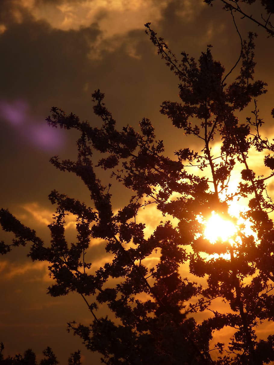 bush, silhouette, back light, summer, tree, sky, yellow, sunset HD wallpaper