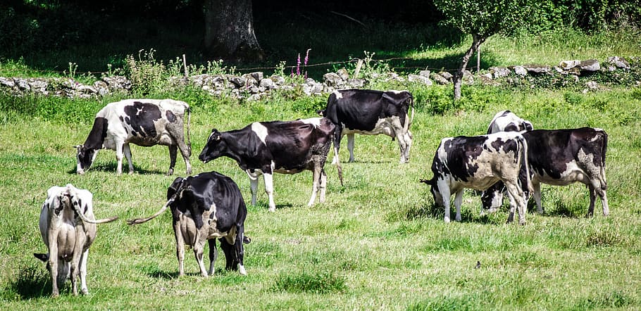 cows, animals, nature, fauna, mammal, animal themes, domestic animals HD wallpaper