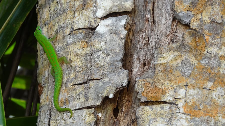lizard, green, tree, seychelles, plant, textured, tree trunk HD wallpaper