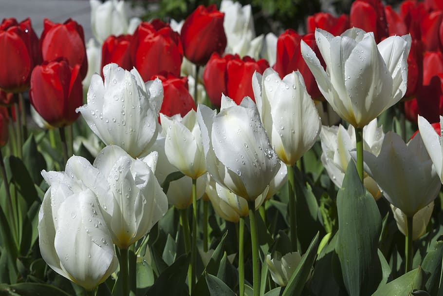 Flowers, White, Nature, Spring, red, water drops, white color HD wallpaper