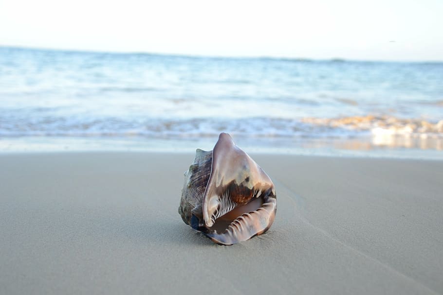 brown conch on seashore, seashell on beach, sand, summer, travel HD wallpaper