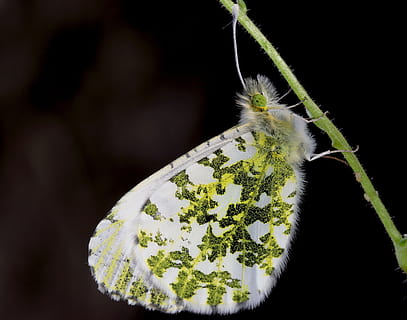 Butterfly, Macro, Insect, Nature, Close, green, healthcare and medicine HD wallpaper