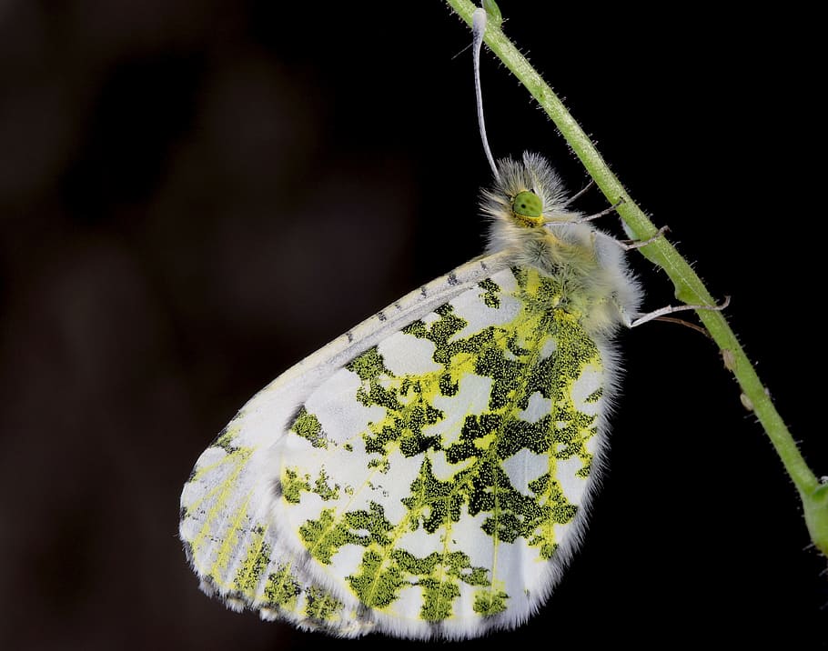 Butterfly, Macro, Insect, Nature, Close, green, healthcare and medicine HD wallpaper